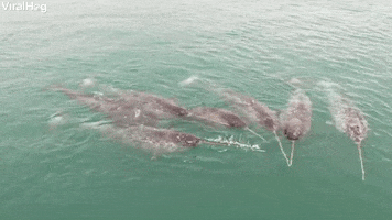 Narwhals Swimming In Arctic Ocean GIF by ViralHog