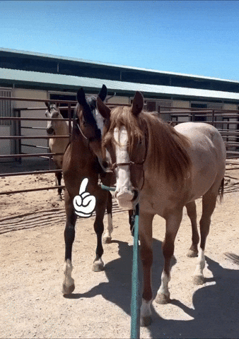 GIF by Molly Virginia Photography