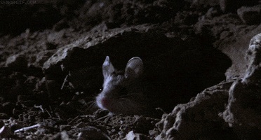 mouse necromancer GIF by Cheezburger