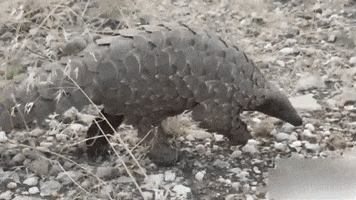 Pangolin GIF