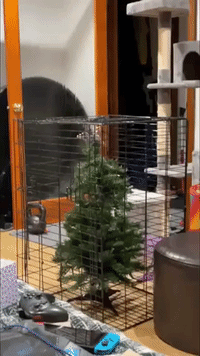 Cat Owner Places Christmas Tree in Cage to Keep It Safe From Kitties