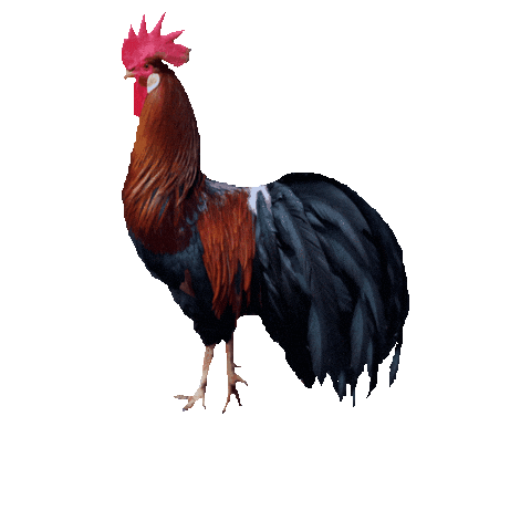 roberthck chicken farm rooster chickens Sticker