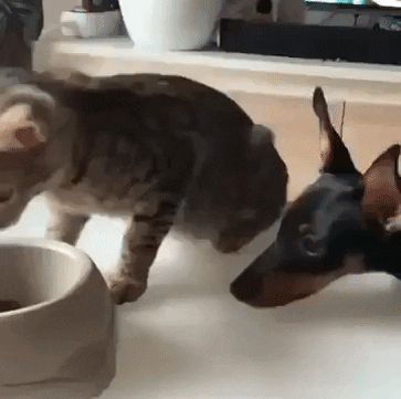 Cat Dog GIF by JustViral.Net