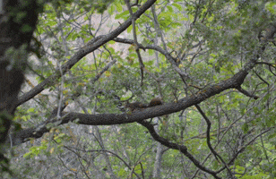 Casa rural La Casa de Los Moyas GIF