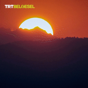 Good Morning Sun GIF by TRT