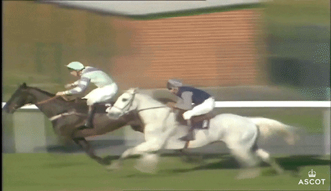 Jumping Horse Racing GIF by Ascot Racecourse - Find & Share on GIPHY