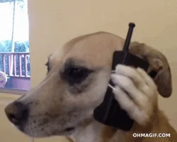 Dog Talking GIF