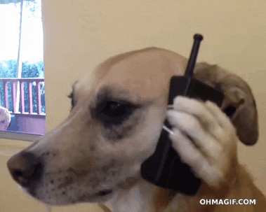 Dog Talking GIF - Find & Share on GIPHY