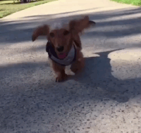Dachshund Birthday Gifs Get The Best Gif On Giphy