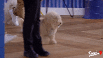 Dog Puppy GIF by Channel 7