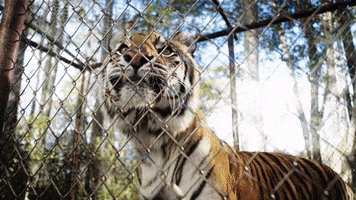 TheAvenue_Film florida butterfly tiger sadness GIF