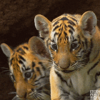 David Tennant Tiger GIF by BBC America