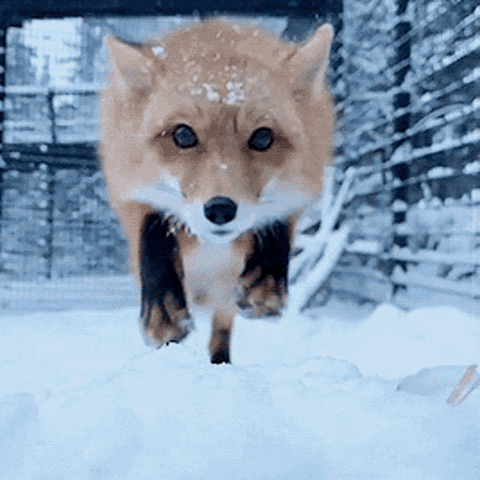 Snow Fox GIF by MOODMAN - Find & Share on GIPHY