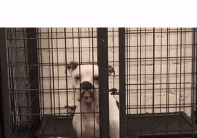 200.gif?cid=fc005b0860bec4dba3d6e013deccb9fb4b96850b9e4a75c0&rid=200.gif&ct=g