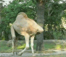 camel GIF