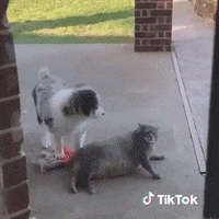 Chaton Gifs Get The Best Gif On Giphy Chaton Gifs Get The Best Gif On Giphy