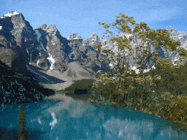 Tree Forest GIF by The NGB