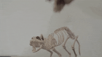 cat skeleton GIF