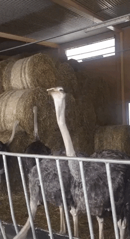 Ostrich GIF