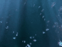 The Salmon Dance GIF by The Chemical Brothers