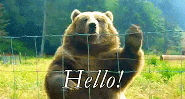 reactions hello bear wave hi