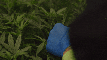 Homage GIF by Rose LifeScience