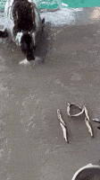 Harbour Seal Birthday GIF by Valley Zoo Development Society