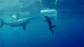 Smash Shark Week GIF by Discovery Europe