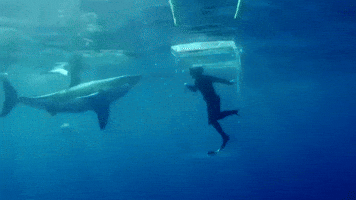 Smash Shark Week GIF by Discovery Europe