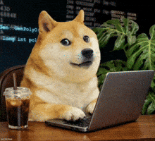 Dogecoin Dev GIF by Own The Doge