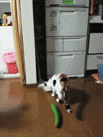 scared cat GIF