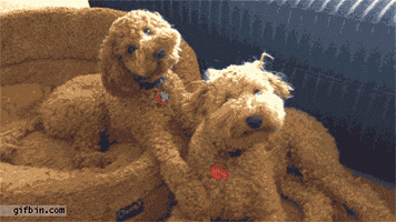 heads poodles GIF