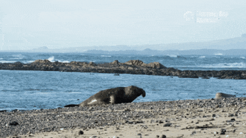 Elephant Seal Running GIF by Monterey Bay Aquarium