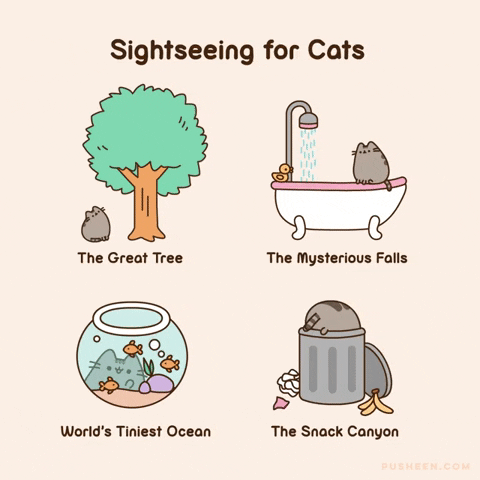 Cat GIF