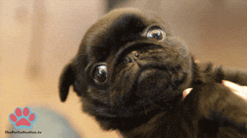 Baby Pug Gifs Get The Best Gif On Giphy