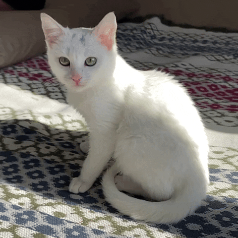 Licking White Cat GIF by Encal Medya