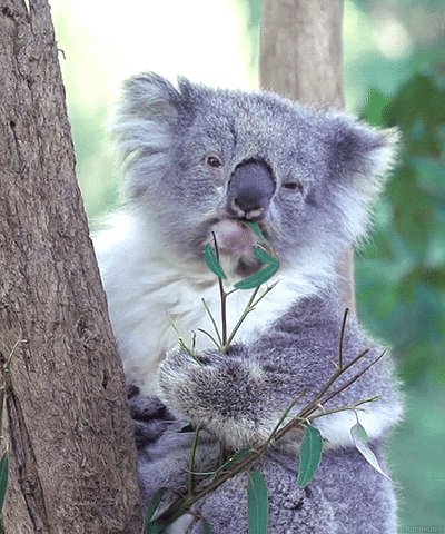 Image result for koala bear .gif"