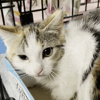 Angry Cat GIF by STAGEWOLF - Find & Share on GIPHY