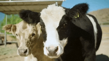 Friends Vegan GIF by Mercy For Animals