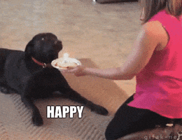 Video gif. Woman holds a paper plate with a candle on it out to a dog who is laying down in front of her. The dog pops up and swats the cake as it tumbles to the ground. Text, "Happy Birthday to the Ground." 