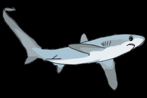 Orejademar shark marine predator tiburon GIF