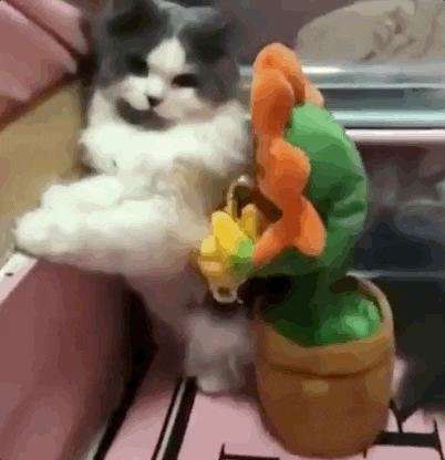 Video gif. Kitten appears trapped in a corner by a plush motorized flower toy that looks like it's grinding on the cat.