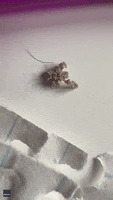 Creature Insect GIF by Storyful