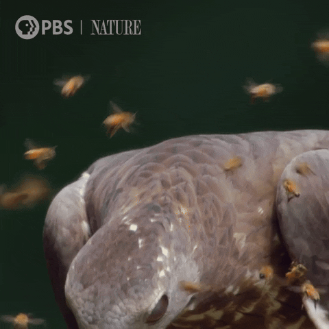 Pbs Nature Wow GIF by Nature on PBS