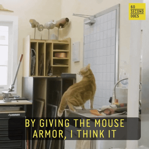 Cat GIF by 60 Second Docs