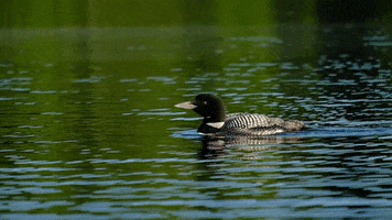 Water Lake GIF by Adirondack Council