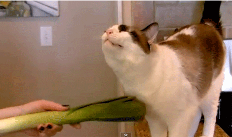 Our Top 8 Herbs for Self Love 7 cuddle leek GIF
