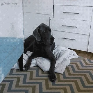 Dog Stealing GIF