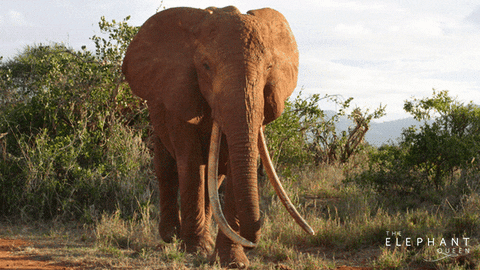 Athena Elephant GIFs - Get the best GIF on GIPHY