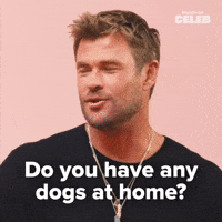 Dogs at home?